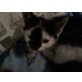 babykatze - Katze