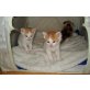 babykatzen - Kater