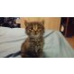 babykatzen - Kater
