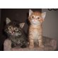 babykatzen - Katze