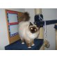 bacci, Heilige Birma - Kater