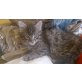 bärli, maine coon mischling - Katze