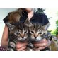 bärli und bella, Hauskatze - Kater