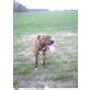 baily, pit-bull mastino - Rüde
