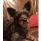 ballverrückt und supersüß, Minischnauzer -Mix - Hündin