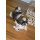 balou-timmy, Shih Tzu Welpen - Rüde
