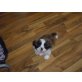 balou-timmy, Shih Tzu Welpen - Rüde