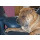 bambutscha, Shar Pei - Hündin
