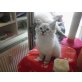 barbara, Heilige Birma - Katze