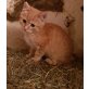 bauernhofkatzerl  katze u. - Kater