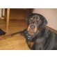 beethoven, Rottweiler - Rüde