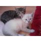 beide Geschlechter vorhanden, Norweger-Brittisch Kurzhaar - Katze