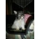 bela, chihuahua mal yorky Welpen - Hündin