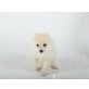 bella, Pomeranian/zwergspitz  Welpen - Hündin