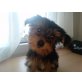 bella , Yorkshire Terrier - Hündin