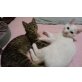 bella und valentine , Mischlingskatzen  - Kater