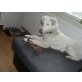 bella, zu verschenken - Hündin