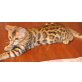 bengalkatze, Bengalkatze - Katze