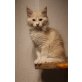 beni benji buddy braddy, Maine Coon - Kater