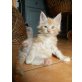 benji, Maine Coon - Kater
