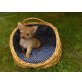 benni, Chihuahua kurzhaariger Schlag Welpen - Rüde