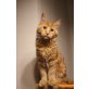 benni benji, Maine Coon - Kater