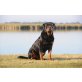 benno von der edelseer ranch, Rottweiler - Rüde