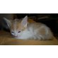 benny, Hauskatze Rot-Weiss - Kater