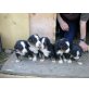 bernersennenhundewelpen, Berner Sennenhund Welpen - Rüde