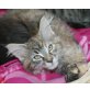 betty jane, Maine Coon - Katze