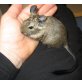bezaubernde Degu-Jungtiere (weibl.&männl.), Gewöhnlicher Degu - weiblich