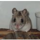 bezauberndes adultes Weibchen, Chinesische Streifenhamster - weiblich