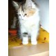 bici, Perser - Katze