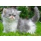 bicolor blau mit weiß, Perser - Katze