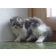 bicolor,silver shaded weiblich,blue, Perser - Kater