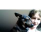 biene, chiwawa-pinscher - Hündin
