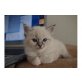 birma - Katze