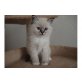 birma - Katze