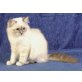 birma - Katze