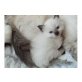 birma - Katze