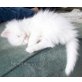 birma - Katze