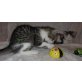 birma/bka/maincoon - Kater