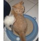 bkh, Britisch Kurzhaarkatze - Kater