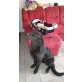 blacky, landseer kuvasz mix - Rüde