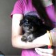 blacky, nackthund chihuahua - Hündin