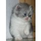 blau mit weiß bicolor, Perser - Katze