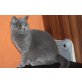 blaue Bkh Schönheit 7 Monate jung geimpft , g - Katze