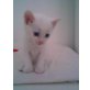 blh - Kater