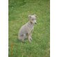 blu, Whippet - Rüde