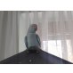 blue, Halsbandsittich - weiblich